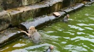 Oh Break Heart..!! Mommy Rose Swimming And Diving Into Deep Water With Baby Monkey Rex, Rex Drown.?