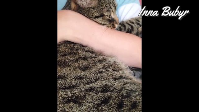 Слушать мурлыканье кота онлайн бесплатно / 2 часа лечебного мурчания для успокоения и глубокого сна смотреть онлайн