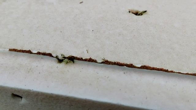 Пенопластовые ульи. Обзор. Пасека. Foam Beehives. Review. Apiary