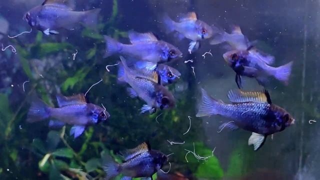 Апистограмма рамирези Сапфир / Sapphire Apistogramma ramirezi смотреть онлайн