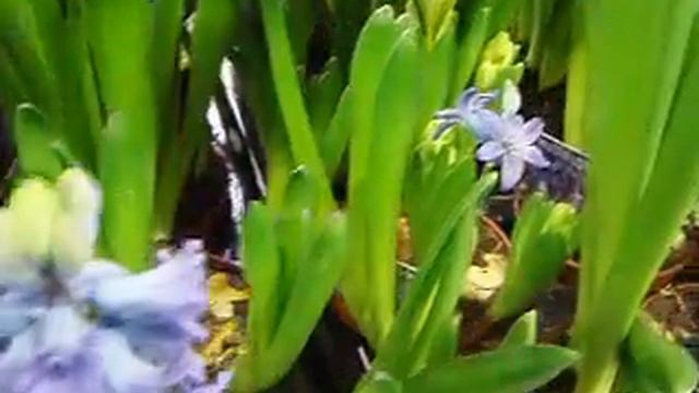 Hyacinthus смотреть онлайн