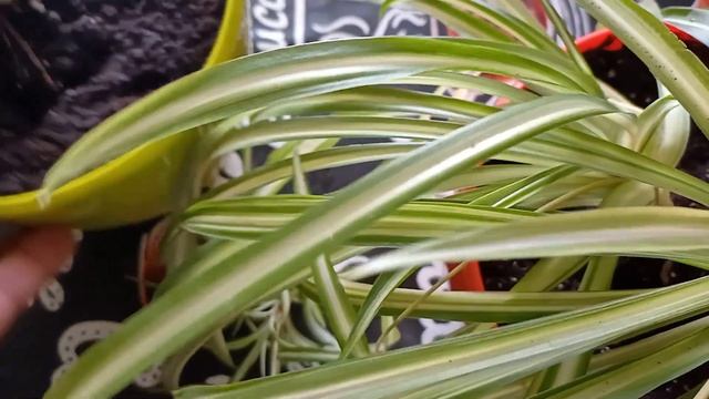 Комнатные растения. Хлорофитум хохлатый! Chlorophytum Comosum ( Южная Африка)