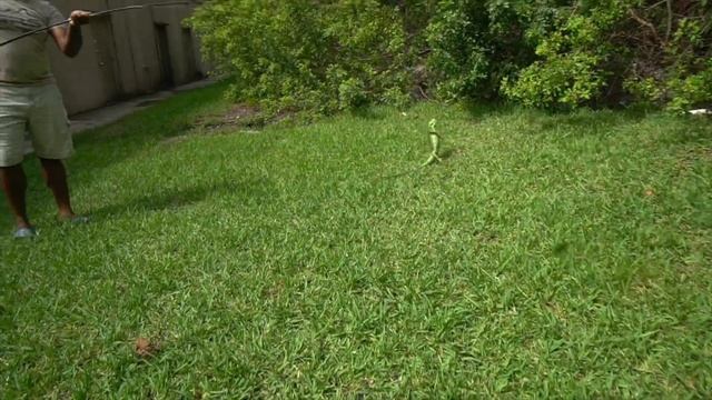 Breeding iguanas take over crazy wooded forest behind Jamaican restaurant! (difficult terrain) смотреть онлайн