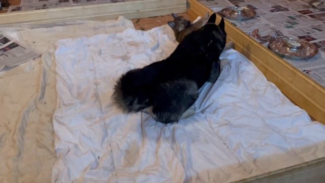 Воспитание характера дочки. смотреть онлайн