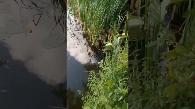 Калининградская обл Трактир"Зеркальный Карп" смотреть онлайн