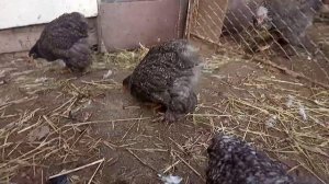 Характеристика кур кохинхин