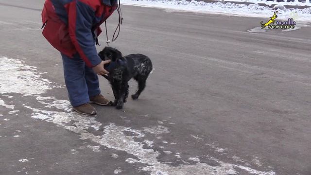 Агрессивный русский спаниель! смотреть онлайн