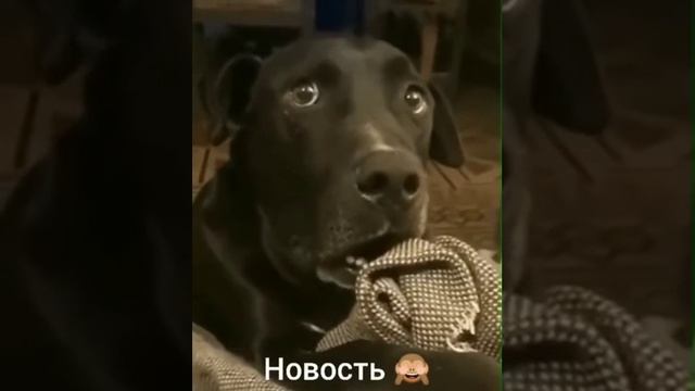 video_15@23-10-2020_19-57-46.mp4 смотреть онлайн