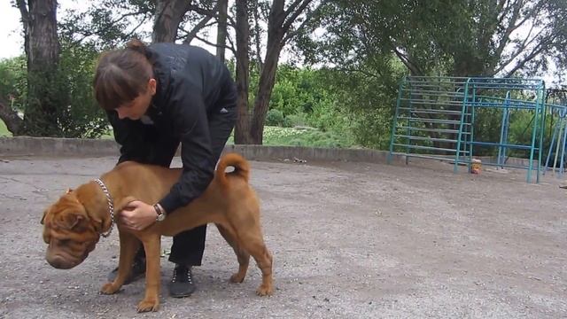 Хендлинг шарпея смотреть онлайн