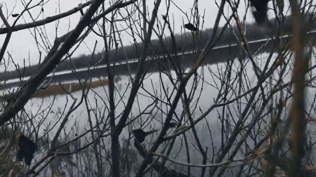 VID 20231114 154534 Учёным степени даёт...(Жоашен Дю Белле)...Павел Васильев Лахтинский смотреть онлайн