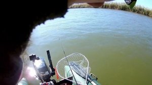 САЗАН . НИЖНЯЯ ВОЛГА.  НИКИТИНСКИЙ БАНК ч.1