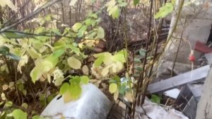 Супер-находки не разграбленного заброшенного дачного поселка.