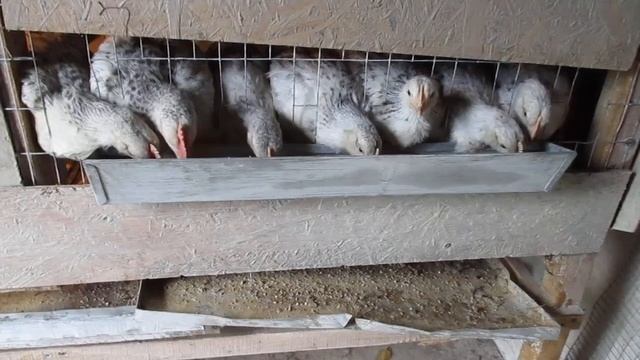 Пропойка антииотиком цыплят. Утепление клетки .Кормление.Уход. смотреть онлайн