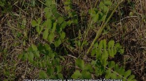 Бедренец-камнеломка — выращивание и уход дома