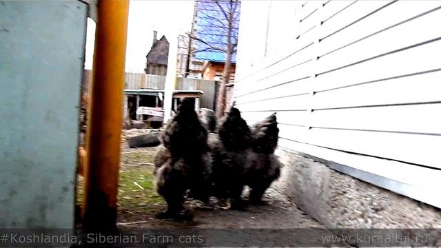 Cat and Rooster Iriska and White Rabbit Ириска и Белый Кролик смотреть онлайн