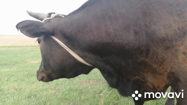 ПРИЗНАКИ ОХОТЫ У КОРОВЫ! ОСЕМЕНЕНИЕ КОРОВЫ БЫКОМ! ПОКРЫТИЕ КОРОВЫ! УРААА ПОСЛЕДНЯЯ ТЁЛКА ОТГУЛЯЛА! смотреть онлайн