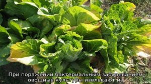 Рассада капусты желтеет и засыхает: что делать