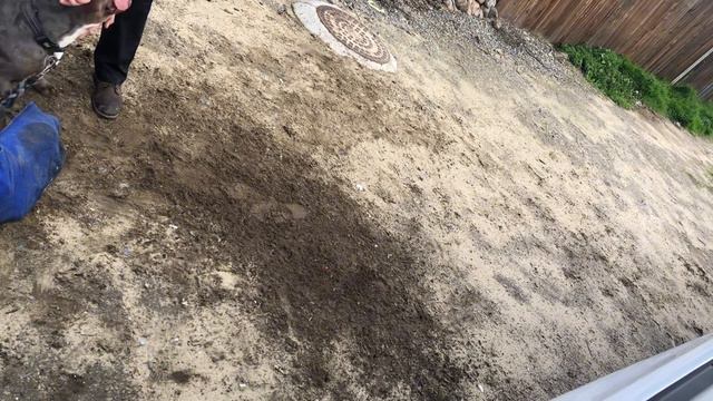 First Time Bite Work | Beginner Dog Defense Training | Don’t & Do’s | Dog Exercise | American Bully смотреть онлайн