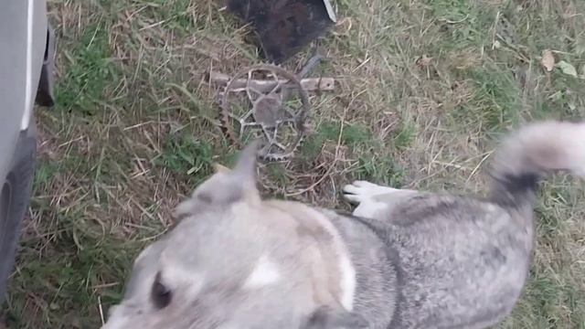 Поиск старины с Асе250 смотреть онлайн