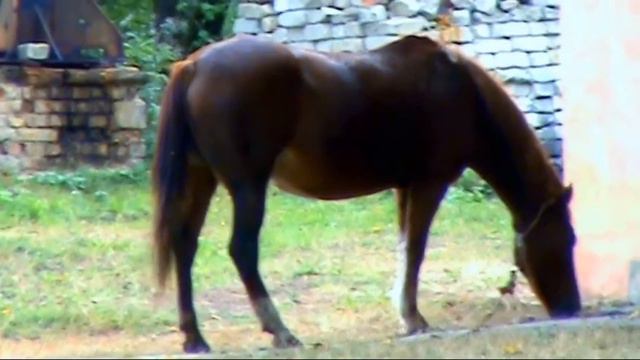 Коричневий кінь