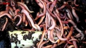 Как зимуют дождевые черви?