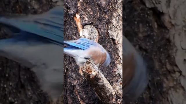 птичка Западная СИАЛИЯ смотреть онлайн