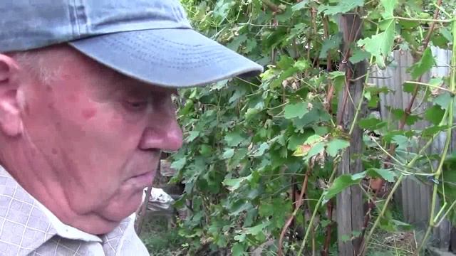 06 - @Прививка винограда в штамб. Метод Якушенка В.Е. Часть 1 смотреть онлайн