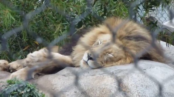 Жизнь в США : Чудеса ЗООПАРКА в САН ДИЕГО и Oceanside - Калифорния