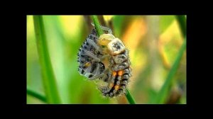 Детский рассказ про Божью коровку