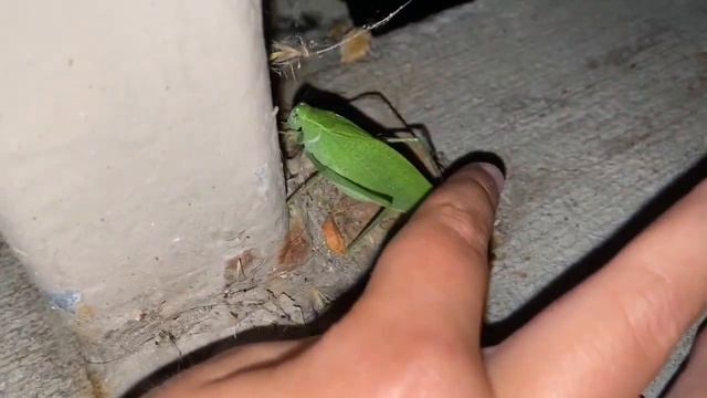 Зеленый кузнечик, похожий на листик, выпущен на волю. смотреть онлайн