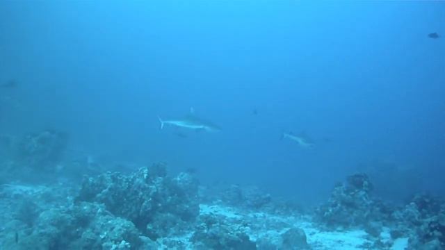 Акулы смотреть онлайн