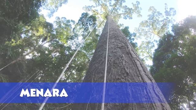 The Biggest Tree on Earth is Bigger Than Your Imagination смотреть онлайн