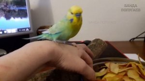 ? ✉ Возвращаем доверие попугая || Напугали волнистого попугая || Приручаем попугая заново