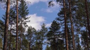 От шума в голове и ушах Для мужчин Настрои академика Сытина Г.Н.