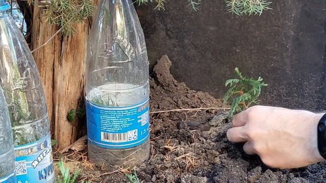 Черенкование хвойных растений. Туя западная Smaragd. Результат укоренения. смотреть онлайн