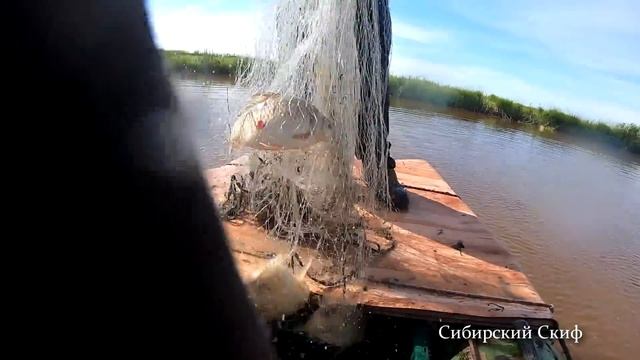 casting net fishing/fishing for carp/fishing/рыбалка смотреть онлайн