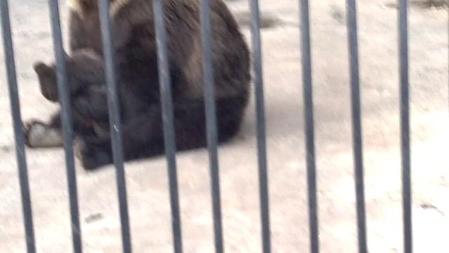 Медведица играет с медвежатами смотреть онлайн