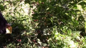 Ежевика Торнфри. Мой опыт выращивания.