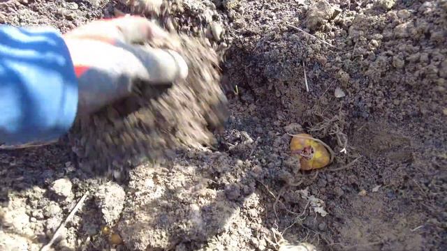Sommerstauden Pflanzen für die Bienen - Die Pflanzzeit beginnt смотреть онлайн