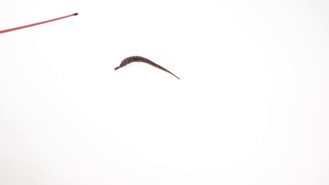 GAME FOR CATS - Real Worm Toy [CATS TV] 60FPS - 3 HOURS