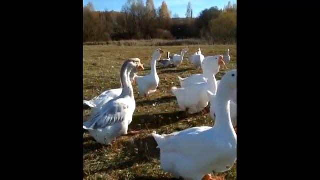 Птица Евгения Клещёва смотреть онлайн