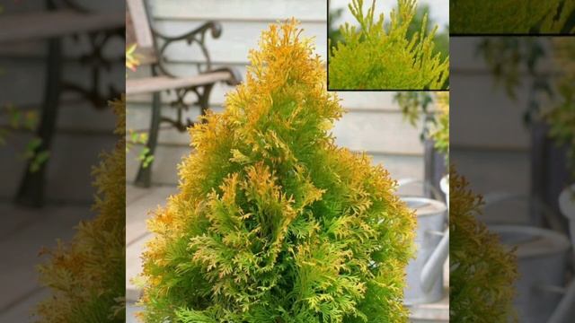 Что делать, если сохнет туя, детальна інформація в описах! смотреть онлайн