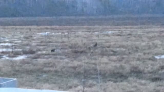 Тетерева на болоте смотреть онлайн