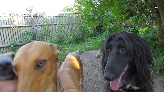 Грейхаунды любят тайгана смотреть онлайн