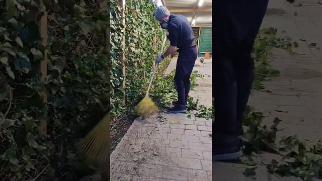 Cortando Hiedra 🧑🏻🌾🌳 #manitas #entretenimiento #jardinería #poda #satisfying #hiedra смотреть онлайн
