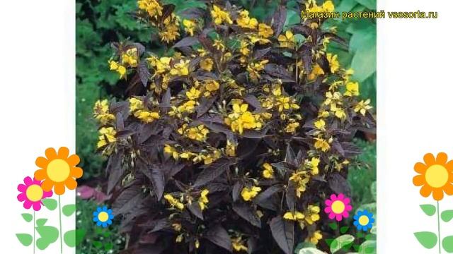 Вербейник реснитчатый Файркрекер. Краткий обзор, описание характеристик смотреть онлайн