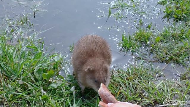 Природная Красота в Кадре