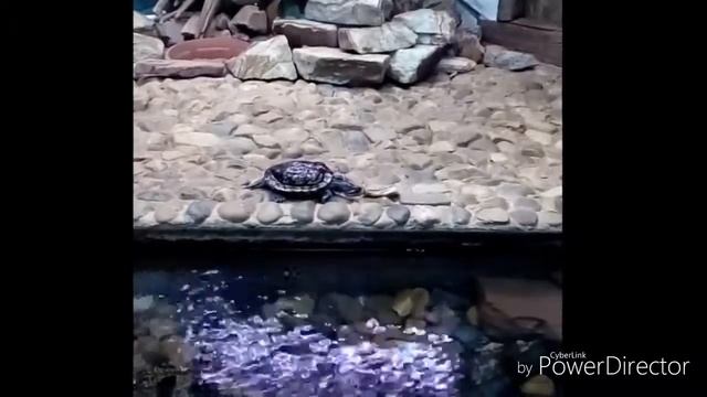 Как крокодил живёт с черепахами смотреть онлайн