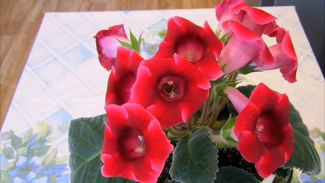 Глоксиния | Релакс смотреть онлайн