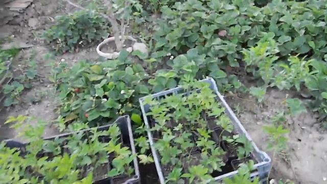 Клубника вместо сорняков. смотреть онлайн